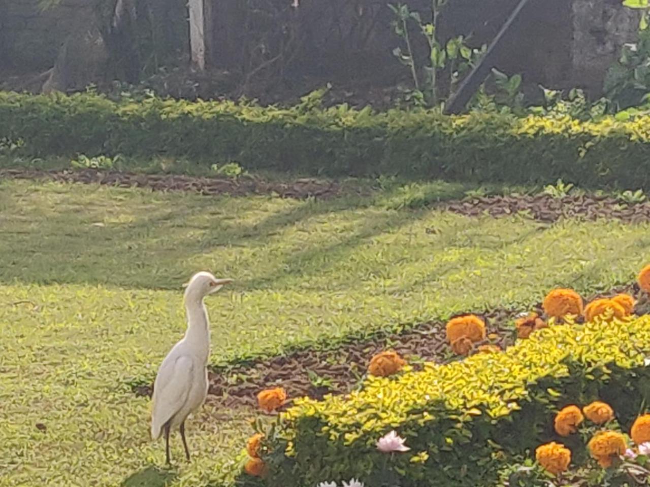 Heritage Homestay Jammu Buitenkant foto