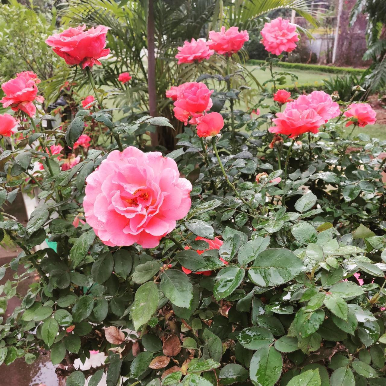 Heritage Homestay Jammu Buitenkant foto